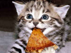 kitten-and-pizza
